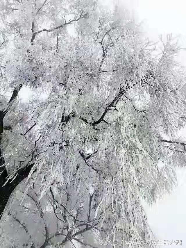 紫塞明珠农家游｜吉林雾凇岛八旗驿站，探索夜看雾，晨看挂的秘密