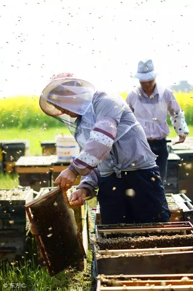 蜂有白垩病怎么治啊,蜂害怎么防治最好