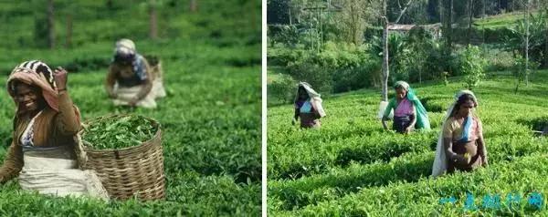 最好的出口茶叶,中国出口茶叶品牌排行前十名