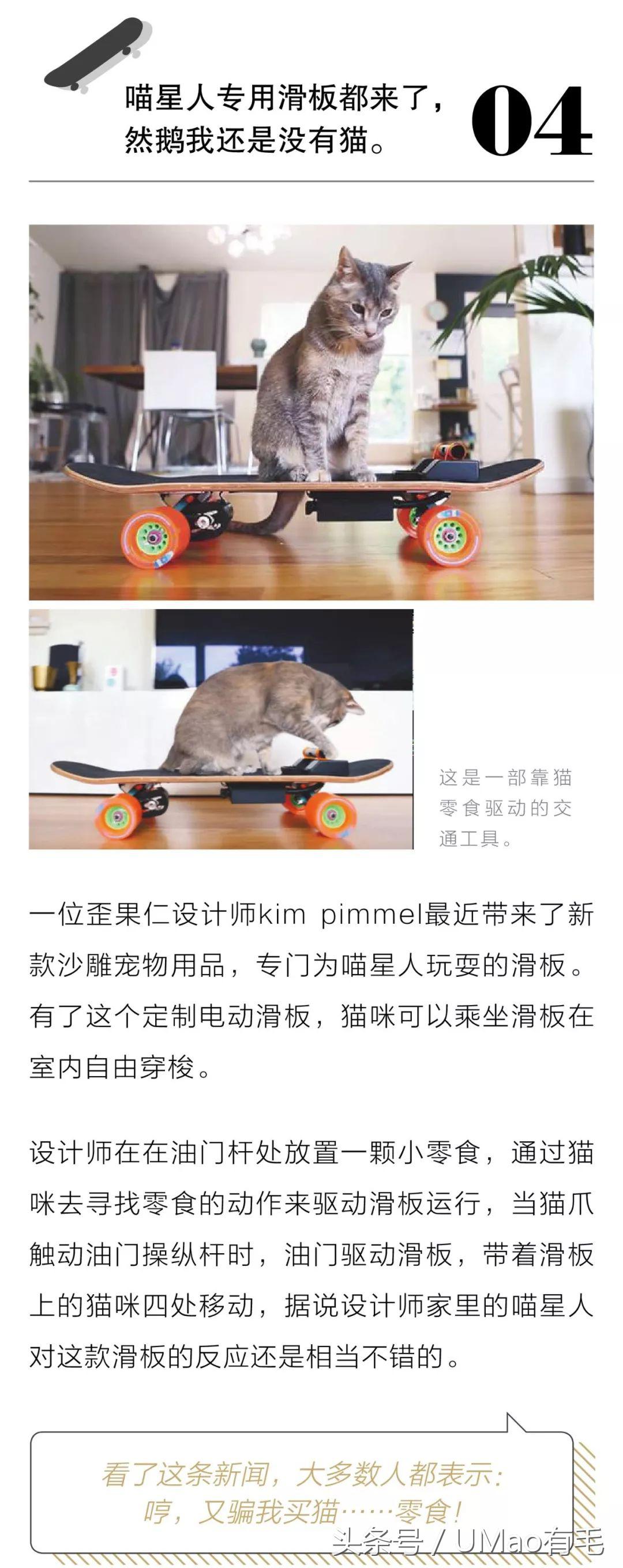 养猫人才懂的8大迷惑事件,养猫被忽悠的那些事