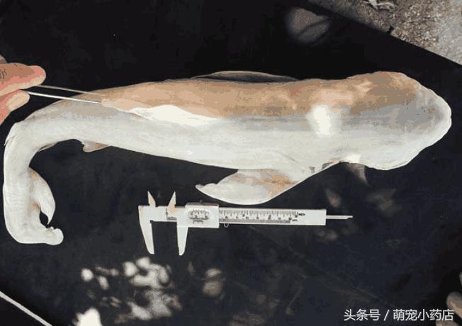 男子江边捞到奇特怪鱼,男子发现惊奇怪鱼