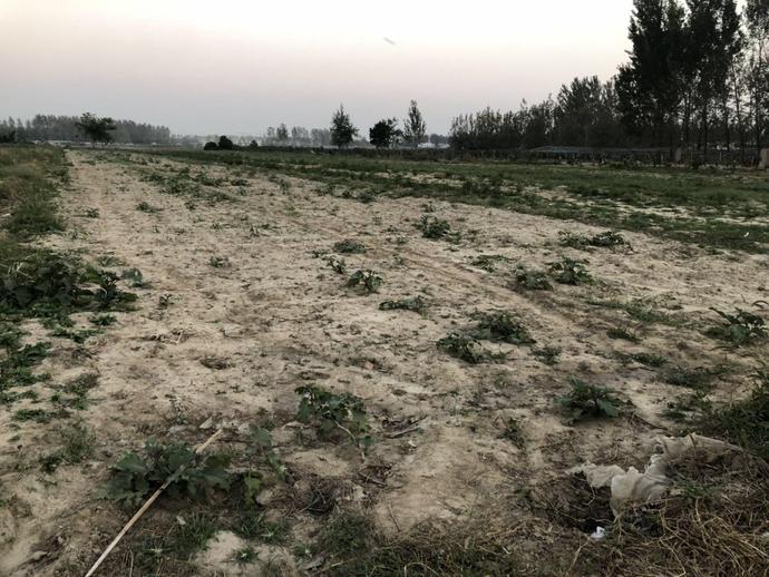 借棚改之名强征千亩耕地，农业局称：土地权证发错了！