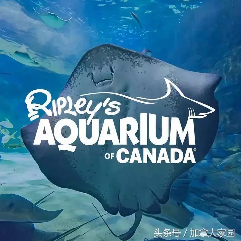 一男子跳进鲨鱼池,美国一男子跳进水族馆鱼缸