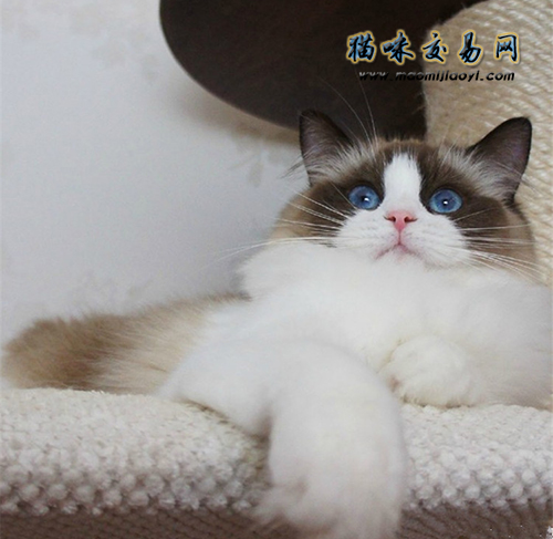 布偶猫价格评估,布偶猫价格判断