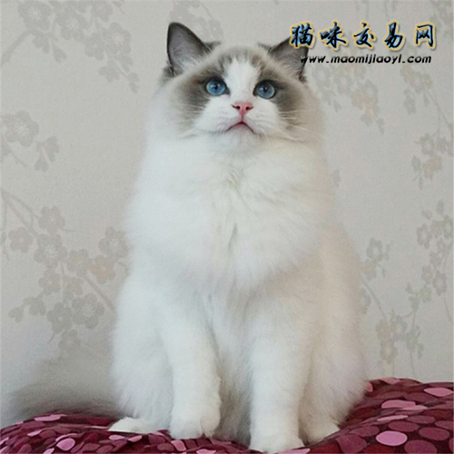 布偶猫价格评估,布偶猫价格判断