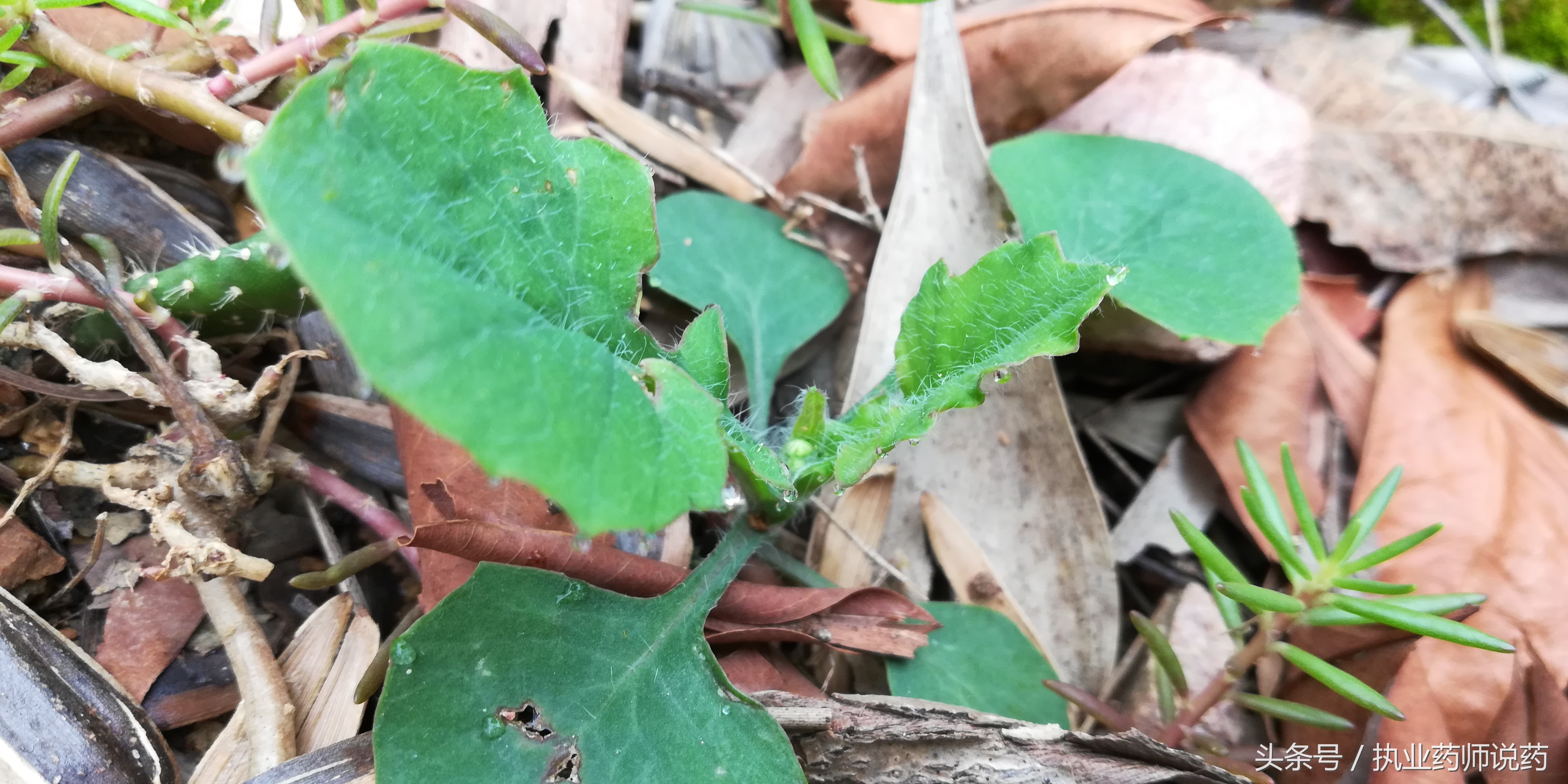 重阳节登高功效,重阳节上山挖草药视频