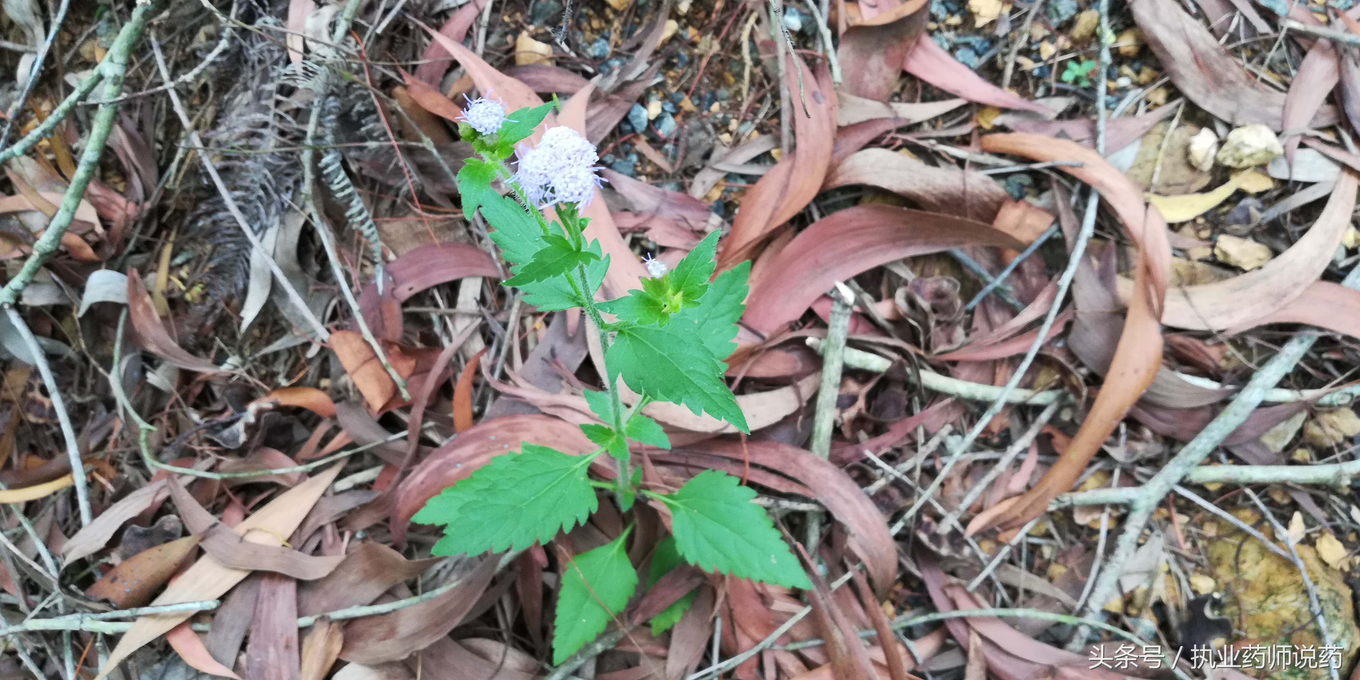 重阳节登高功效,重阳节上山挖草药视频