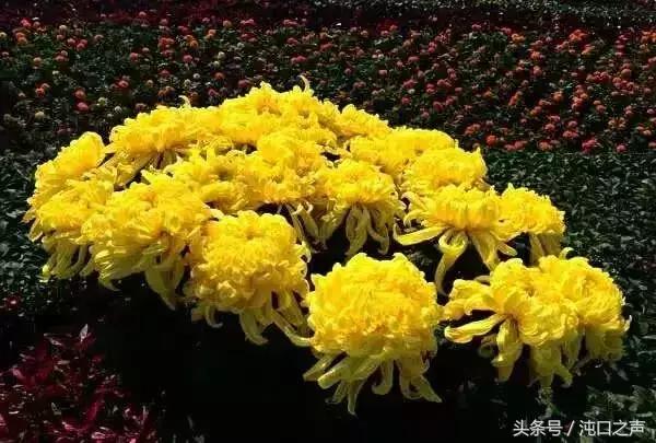 武汉第四十届菊展分别在哪里,武汉江滩第三十八届金秋菊展
