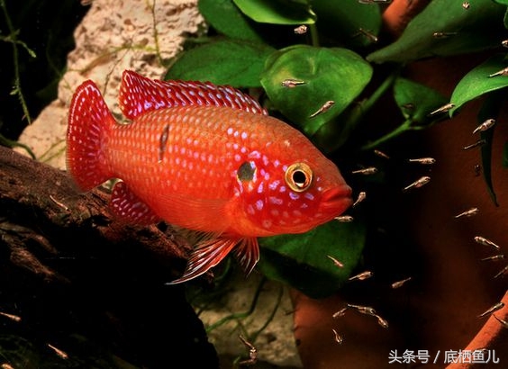 混养缸霸的利弊,不谨慎把鱼缸弄坏了怎么办