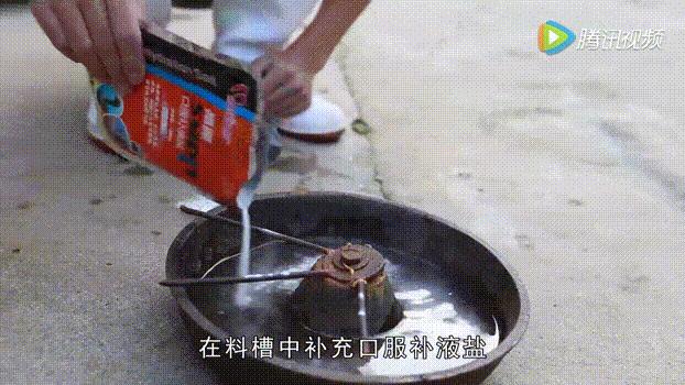 育肥猪传染性胃肠炎的症状与治疗,怎么预防猪传染性胃肠炎