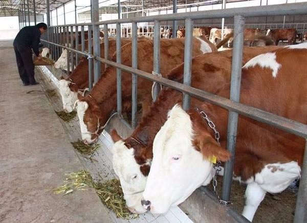 养牛最好的牧草排名,纯天然草场养牛轻松利润高