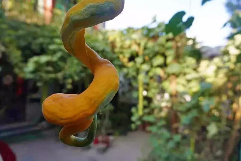 瓜果飘香的丰收季,内蒙古丰收节上瓜果飘香