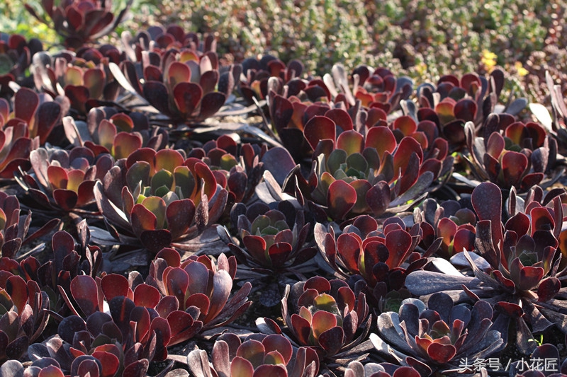 多肉为什么会徒长,多肉徒长和没徒长的对比图