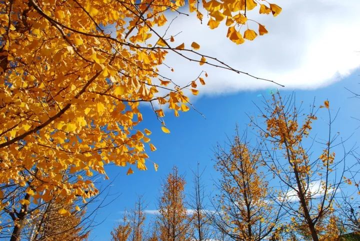 去一些风景美的地方,又到了欣赏银杏的季节治愈系风景