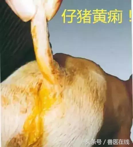 通过看猪的粪便分析症状,看粪便识猪病