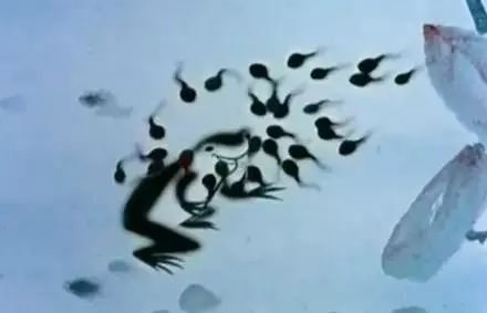 国内动画的巅峰之作水墨风,中国经典水墨动画片200部大合集