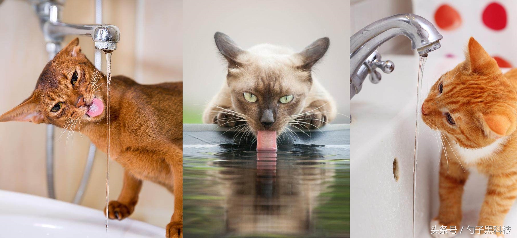 你知道为什么家中的猫狗总喜欢去马桶里喝水吗？原来问题在这里！