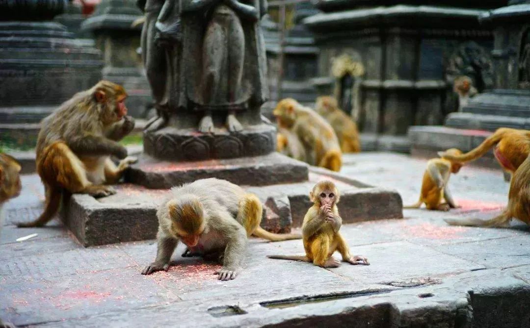 一个人最好的旅行地尼泊尔,旅行路上的尼泊尔