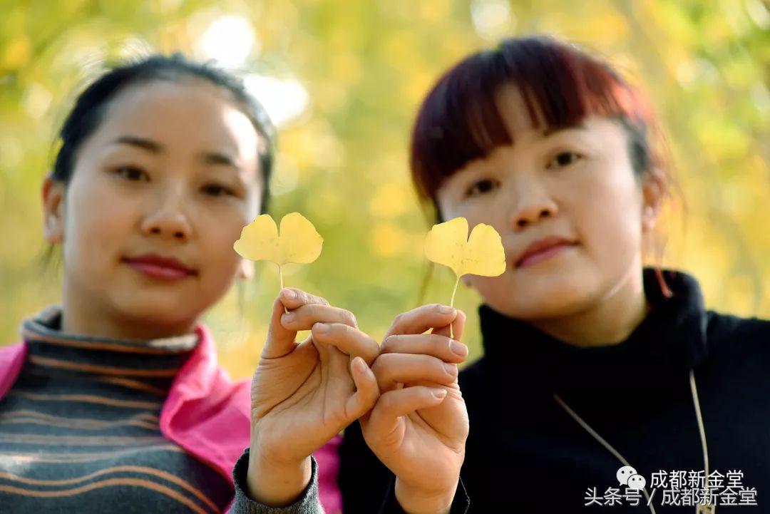 金堂秋色,秋天金堂十大必去景点