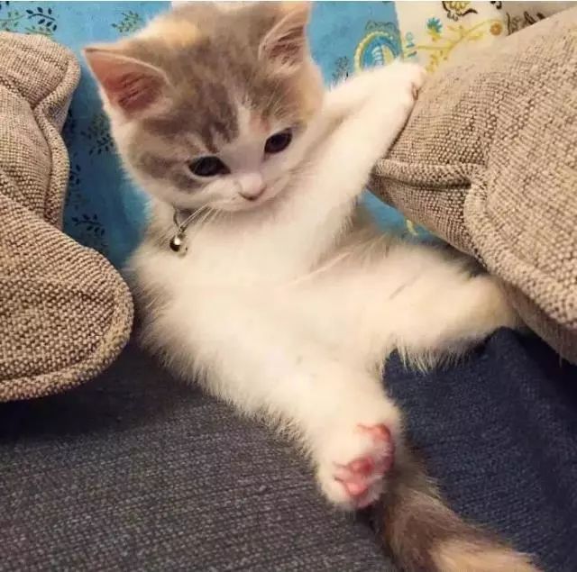 “如果被萌坏了，我帮你叫110救护车！”