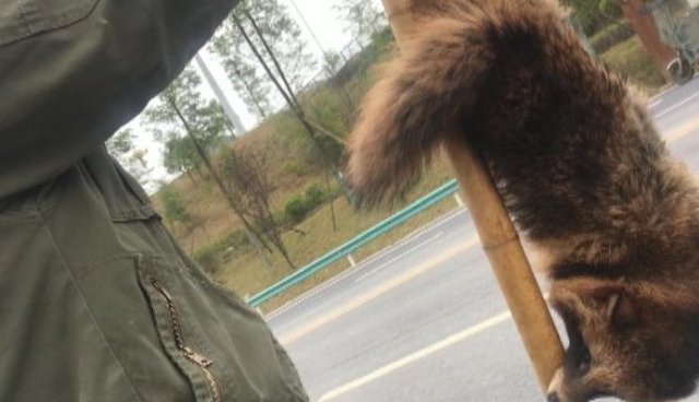 男子路边叫卖这种动物，还说味道鲜美，结果记者调查发现……