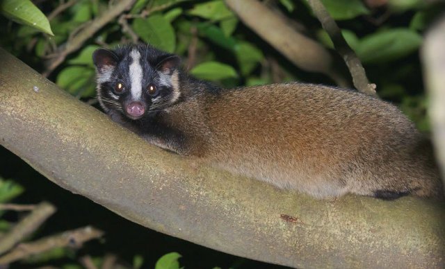 男子路边叫卖这种动物，还说味道鲜美，结果记者调查发现……
