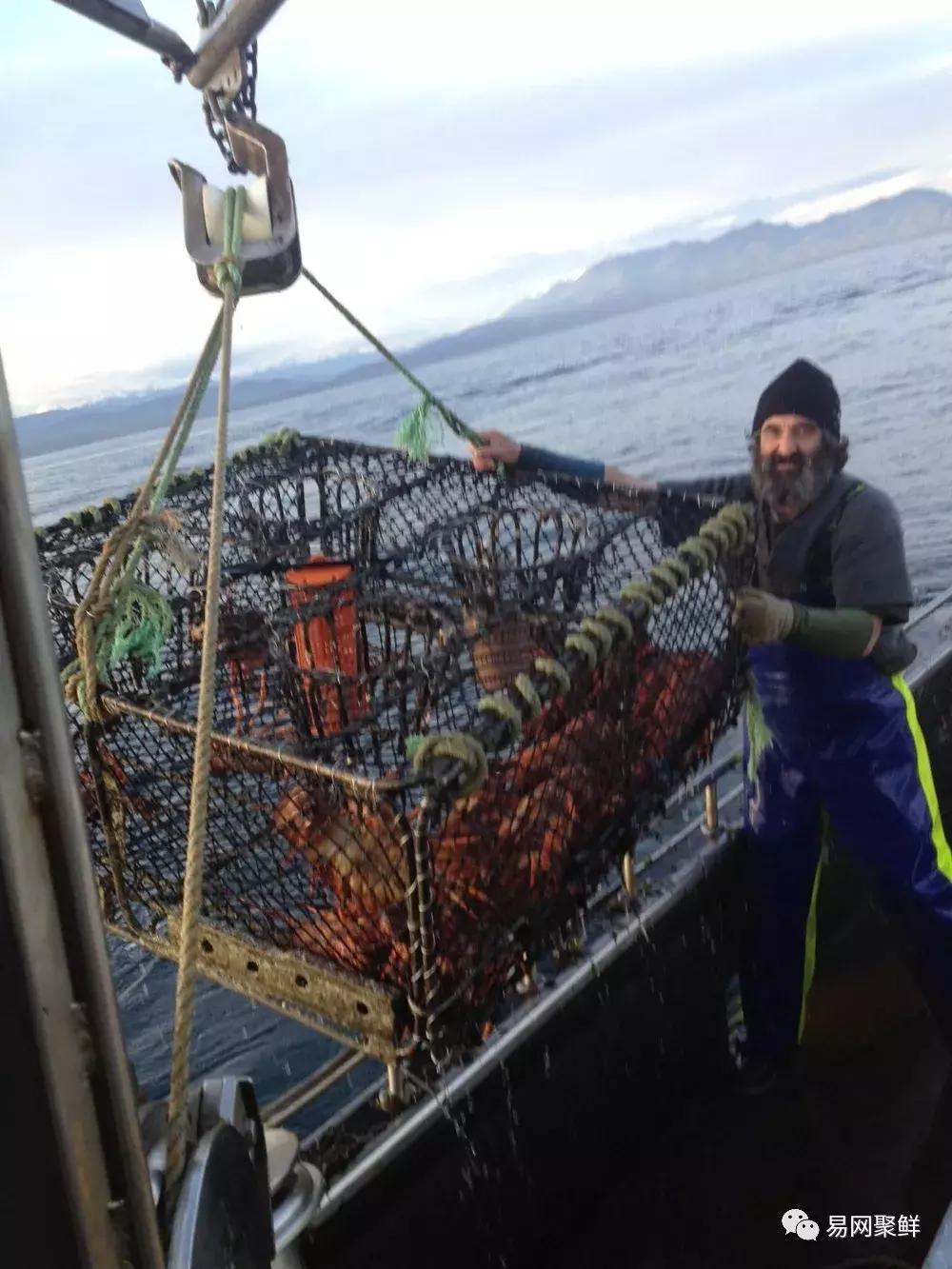 2023年澳洲龙虾进口最新政策,中国停止进口澳洲龙虾了吗