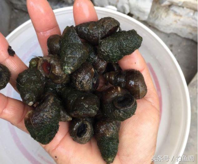 钓青鱼三米的水是不是浅了,钓青鱼三要三不要