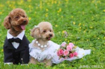 养宠物泰迪犬的正确饲养方法,家养泰迪的的生活习性