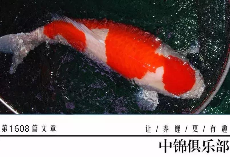 买锦鲤是集中买还是一条条买,买锦鲤买多大的合适