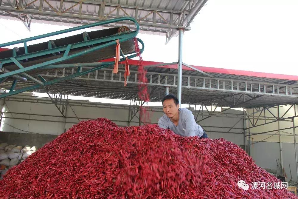 全国最顶级的辣椒老干妈,河南临颍干辣椒
