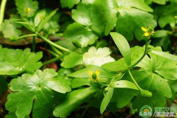石龙芮功效与作用,石龙芮有什么药用价值