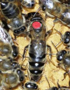 看蜂卵技巧,看蜜蜂飞行判断蜂窝位置