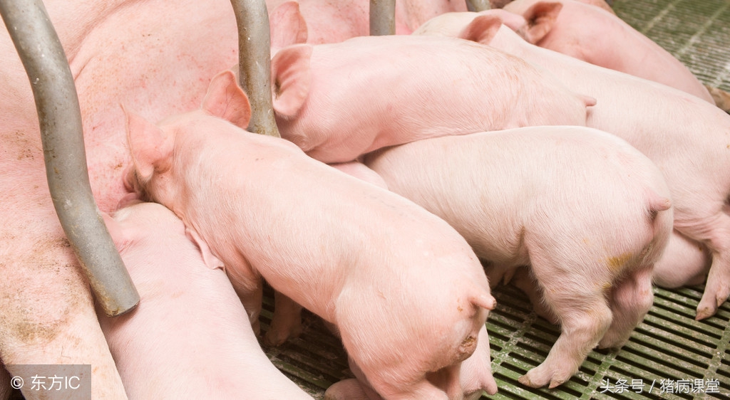 母猪怀孕早期诊断,母猪早期妊娠诊断的方法有哪些