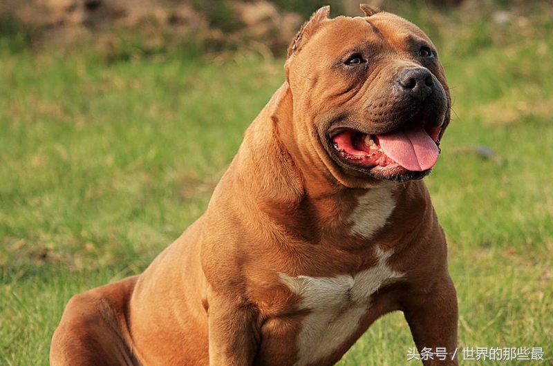 世界十大猛犬排名为啥没有藏獒呢,中国十大猛犬排名可饲养