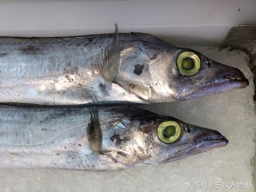 带鱼的关注事项,关于带鱼的冷门知识