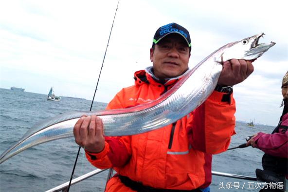 带鱼的关注事项,关于带鱼的冷门知识