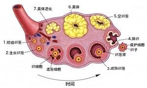 怎么根据排卵试纸测最佳受孕时间,监测排卵指导怀孕步骤