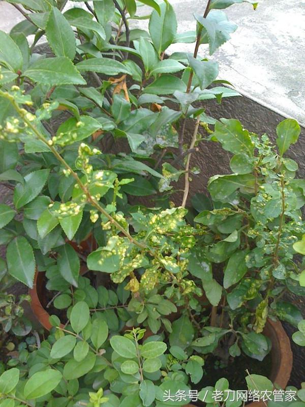 枸杞瘿螨用什么农药,枸杞瘿螨用阿维菌素