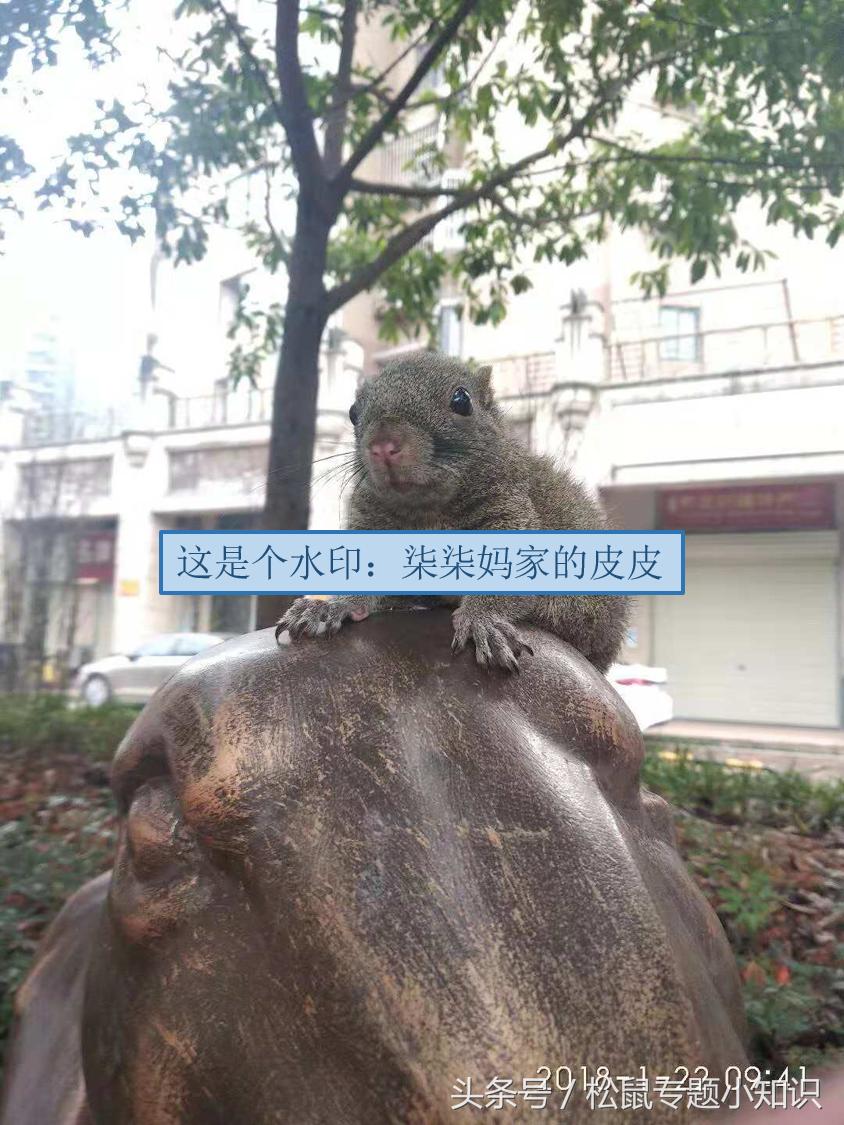 还没睁眼的小松鼠怎么养,还没长毛的松鼠如何饲养