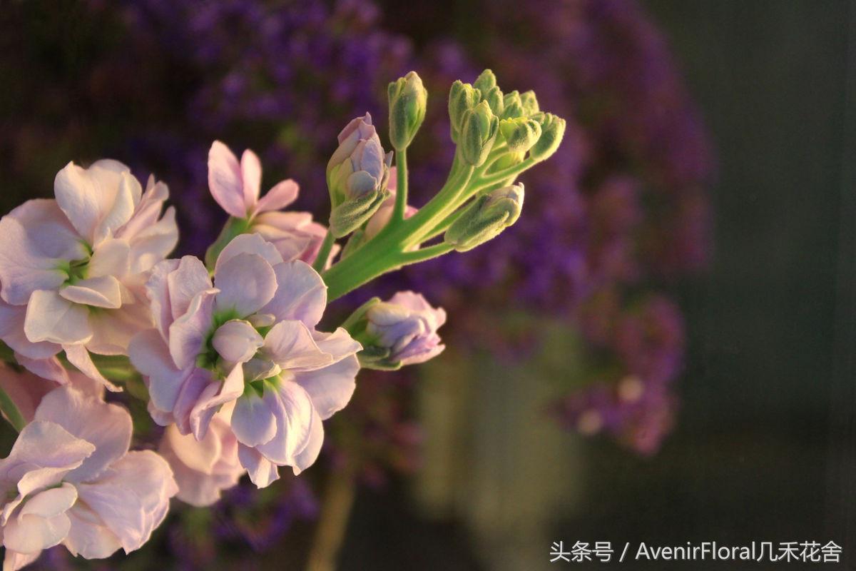 几禾花舍日签丨11月1日质朴—紫罗兰花