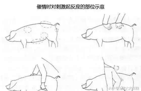 母猪*情催**最全的方法！（整理不易，建议收藏）