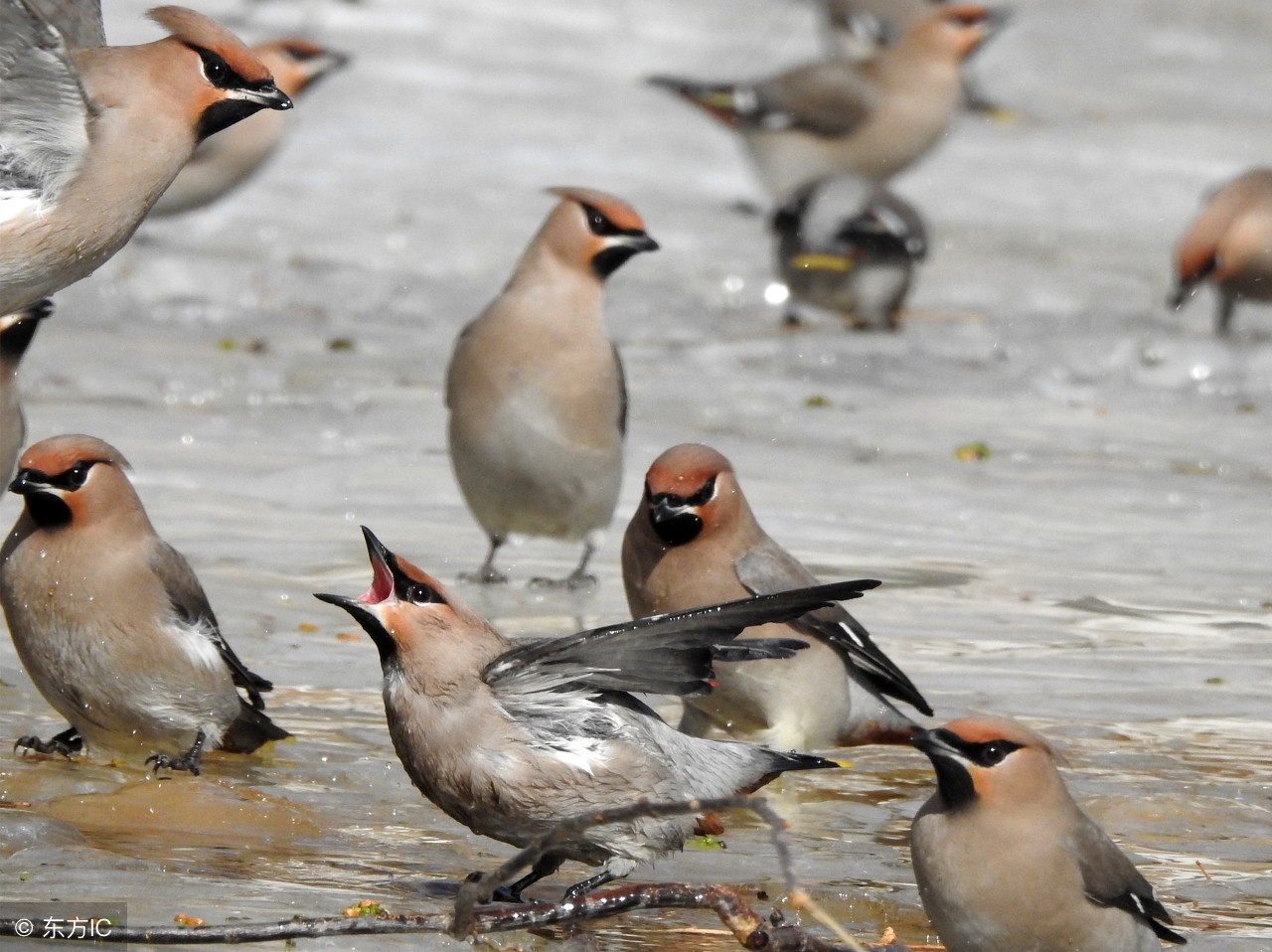 冬季如何让鸽子继续繁殖,怎么才能让鸽子停止繁殖