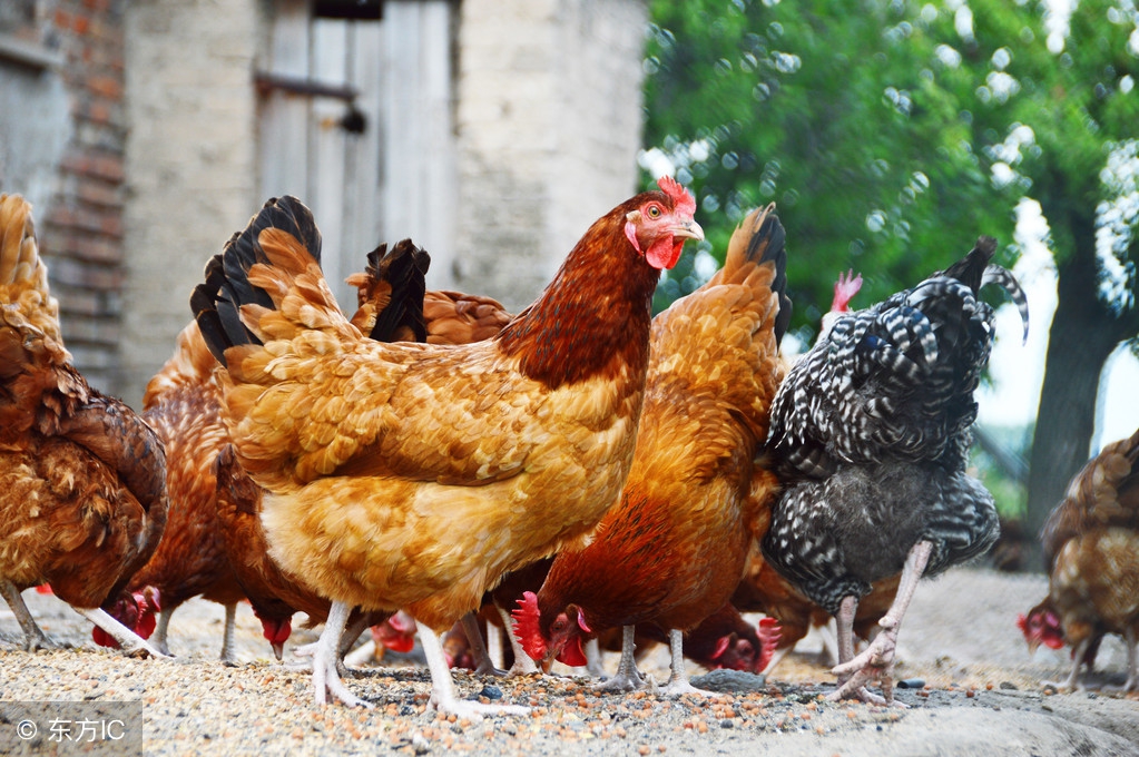 鸡群肠道菌群,鸡群饮水免疫关注啥