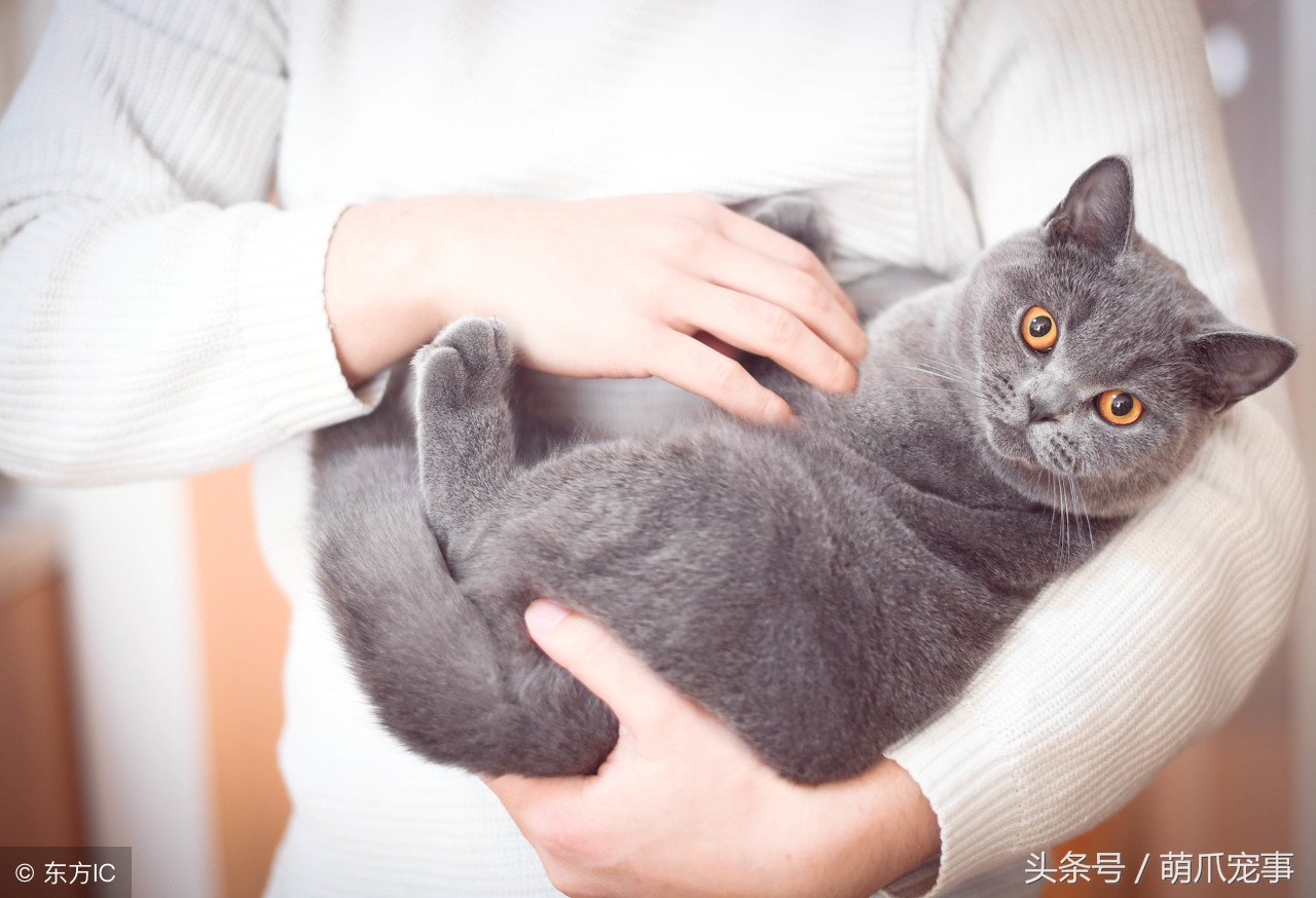 让铲屎官感到害怕的事,铲屎官头疼的猫