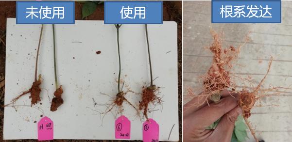 大蒜素能预防真菌感染吗,大蒜素治疗细菌感染