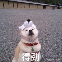 明日方舟入坑自建号还是起始号,方舟生存进化萌新入坑攻略