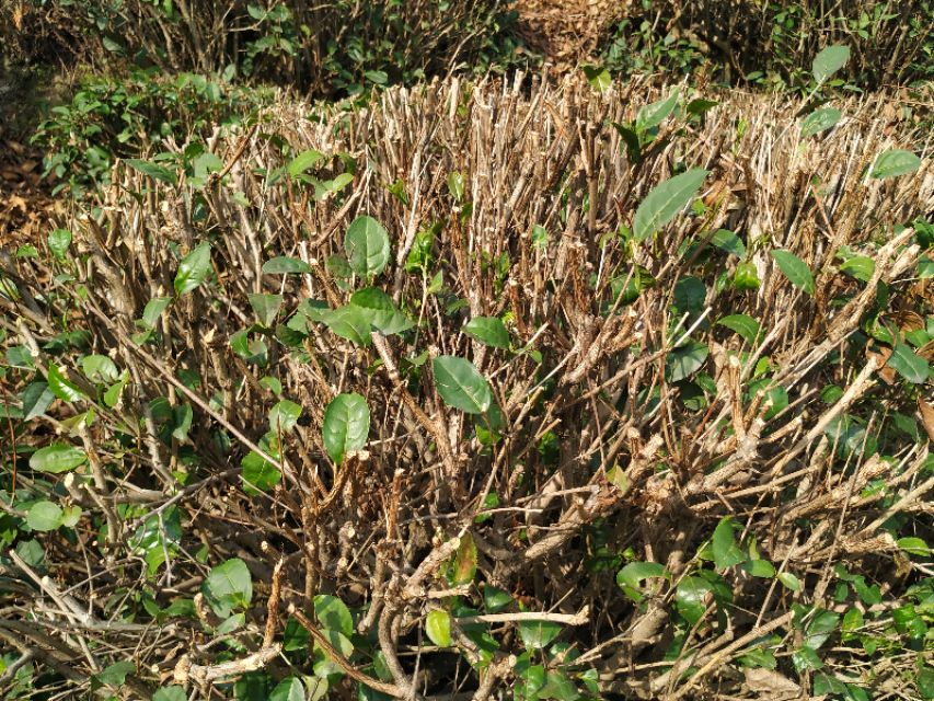 杭州西湖茶山游玩攻略,杭州西湖边游玩