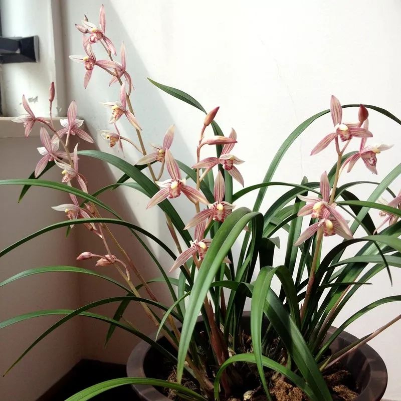 好养的兰花既高贵又漂亮惹人喜欢,哪种兰花最好养四季开花又很香