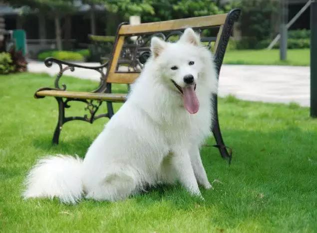 45种狗狗,45种狗狗很难得一见你认识几种